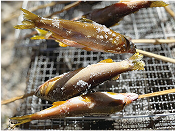 塩焼きにされる串刺しの鮎